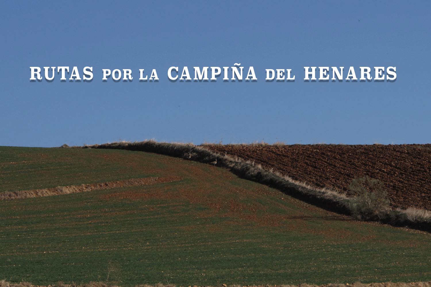 Routes through the countryside of the Henares