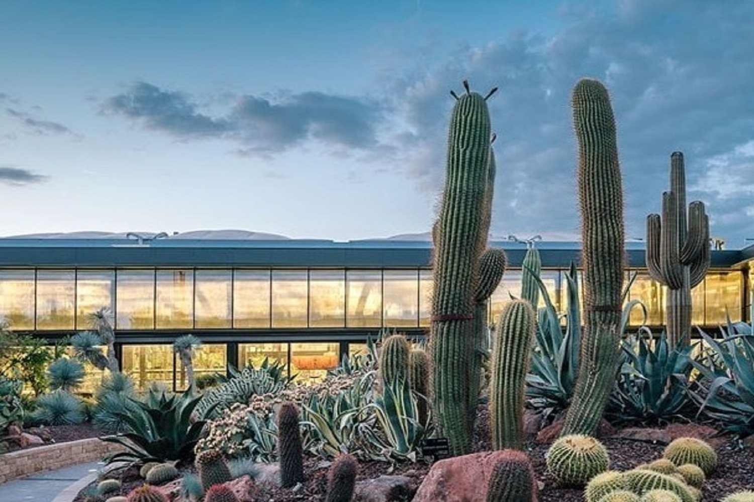 Desert City, el primer vivero biotecnológico de plantas xeorífitcas
