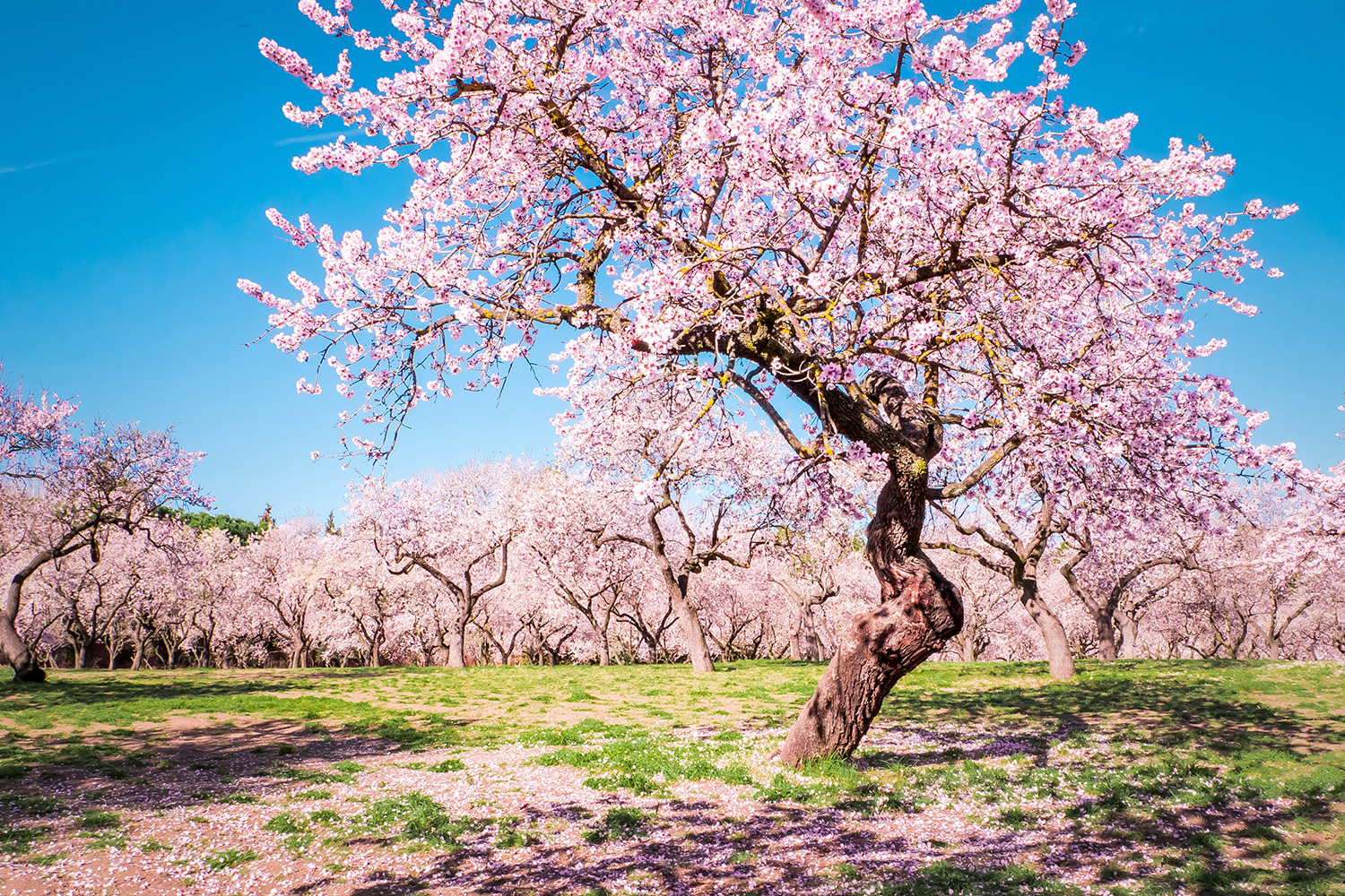 Almond trees in blossom at Quinta de los Molinos